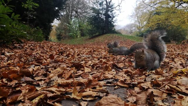 Crazy furry squirrel gets scared and jumps at camera in Autumn woodland leafy park