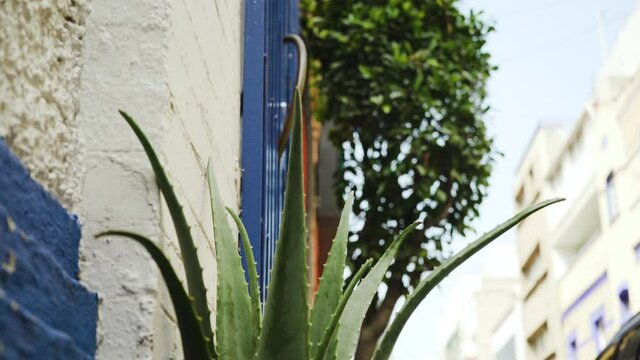 A cactus plant on a beautiful traditional Mexican street in Mexico City