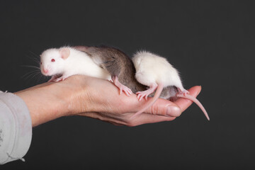 small baby rats in a hand on a black background