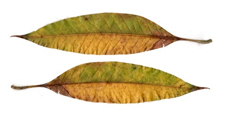 leaf isolated on white background