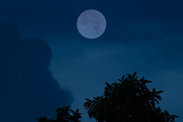 Fototapeta na wymiar Full moon on the sky with tree and cloud.