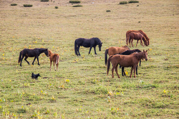 Beautiful brown horses grazing on the green meadow in highlands on sunny Summer day.
