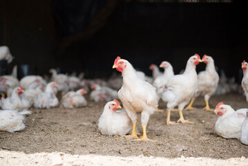Gallinas blancas