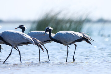 Demoiselle crane bird at river. Crane bird. Grus virgo. Beautiful birds.