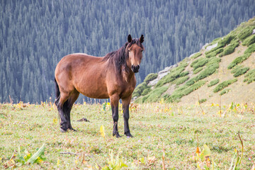 Gorgeous brown horse grazing in green meadow in highlands of Kazakhstan