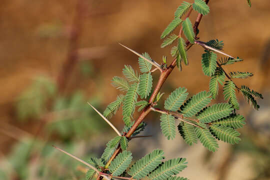 Closeup of gum arabic tree. Gum acacia. Thorn mimosa. Thorny acacia. Babul. Acacia nilotica. Vachellia nilotica.