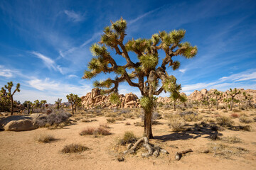 Joshua Tree National Park, Mojave Desert, California