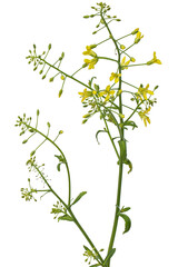 Flowering cabbage, yellow flowers of cabbage, isolated on white background