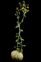 Flowering cabbage, yellow flowers of cabbage, isolated on black background