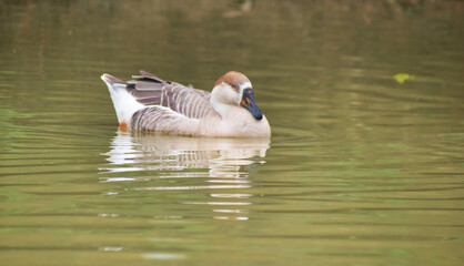 Anser Bird. The waterfowl genus Anser includes the grey geese and the white geese. It belongs to the true geese and swan subfamily