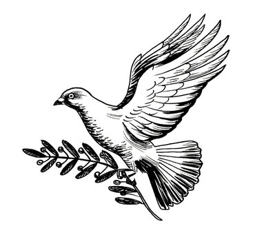 Flying dove carrying olive branch. Ink black and white drawing