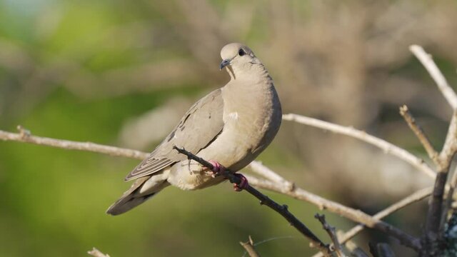 A female eared dove, zenaida auriculata with a long, wedge-shaped tail perched on branch, curiously observing the surroundings and fly away against green bokeh background, static close up shot.