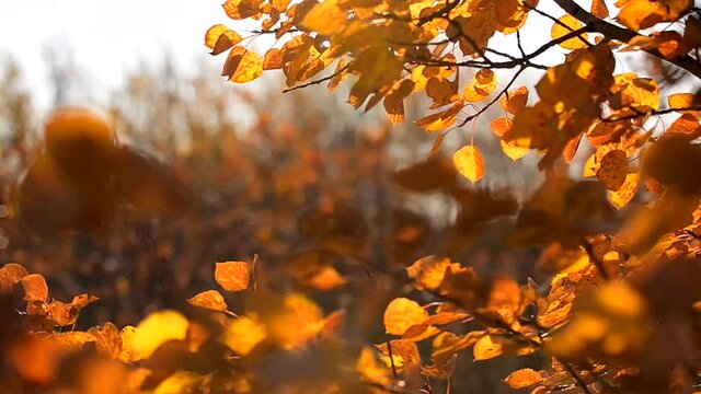 Close-up low angle view of tree branches with orange leaves that are moving rapidly in the wind. Blurry foreground and bokeh background with beautiful autumn colours during sunset in Canadian prairie.