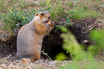 Naklejka na ściany i meble Wild gopher in natural environment. The gopher eats a carrot near the burrow.