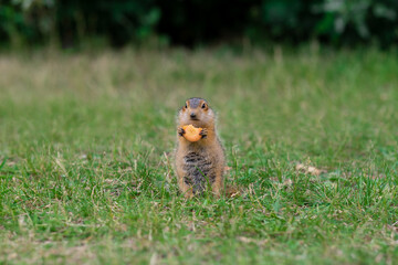 Wild gopher in natural environment. Cute gopher eats a carrot.