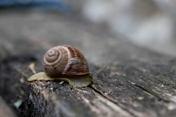 A snail crawls on a wooden dark table. Top view.