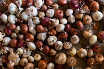A background of a large number of colorful onions. Onion harvest. Top view. Flat lay.