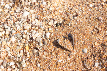 A background of shells on a seashell beach. A large number of small shells. Top view. Flat lay.