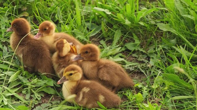 Cute yellow goslings eating grass. Taking care of animals. Little ducklings running away on the green grass. Poultry farming in the household. Poultry in the backyard. Goose breeding farm. Farming.