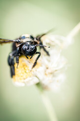 91 / 5000
Resultados de traducción
Large black insect on a yellow and white flower. Black insect on soft green background. 