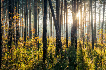 Fototapeta premium sunset in the forest