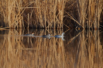 家族でゆったりと泳ぐミコアイサ
