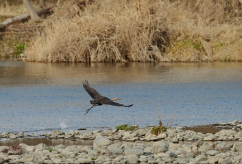 河岸を飛び立つナベヅル