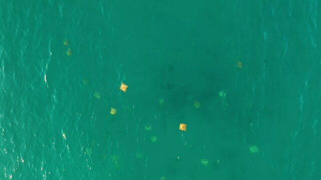 Drone video of schooling cownose mobula rays swimming in the sea of cortez at Cabo Pulmo National Park in Baja California Sur, Mexico