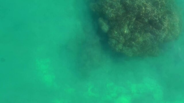 Drone video of rooster fish swimming in shallow water near the beach in the sea of cortez at Cabo Pulmo National Park in Baja California Sur, Mexico