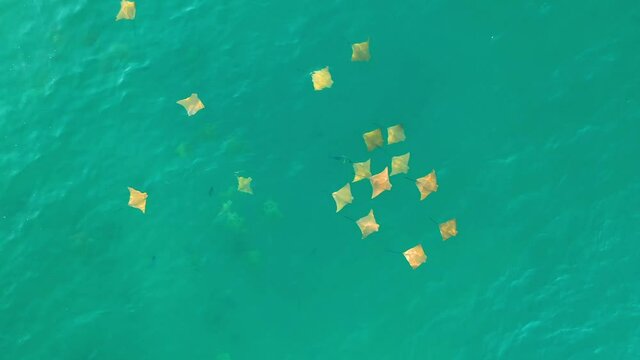 Drone video of schooling cownose mobula rays swimming in the sea of cortez at Cabo Pulmo National Park in Baja California Sur, Mexico