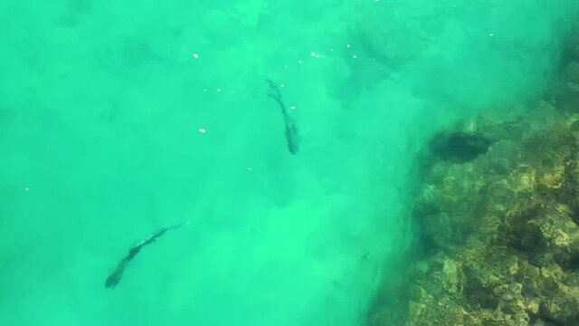 Drone video of rooster fish swimming in shallow water near the beach in the sea of cortez at Cabo Pulmo National Park in Baja California Sur, Mexico