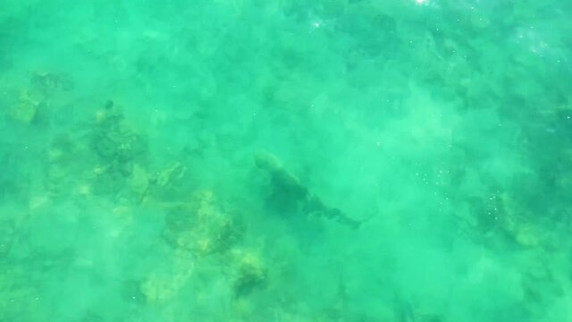 Drone video of rooster fish swimming in shallow water near the beach in the sea of cortez at Cabo Pulmo National Park in Baja California Sur, Mexico