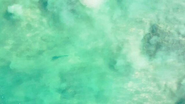 Drone video of rooster fish swimming in shallow water near the beach in the sea of cortez at Cabo Pulmo National Park in Baja California Sur, Mexico