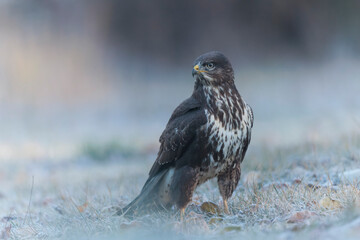 Common Buzzard Buteo buteo on frosty ground in close view