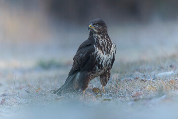 Common Buzzard Buteo buteo on frosty ground in close view