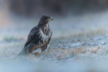 Common Buzzard Buteo buteo on frosty ground in close view