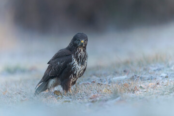 Common Buzzard Buteo buteo on frosty ground in close view