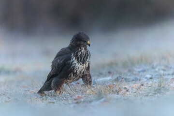 Common Buzzard Buteo buteo on frosty ground in close view