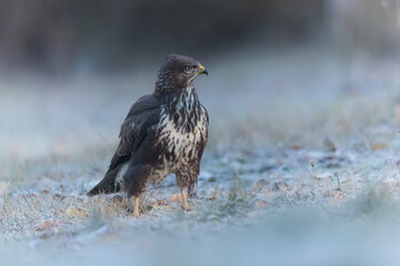 Common Buzzard Buteo buteo on frosty ground in close view