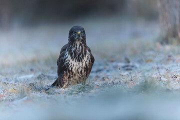 Common Buzzard Buteo buteo on frosty ground in close view