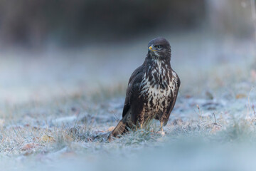 Common Buzzard Buteo buteo on frosty ground in close view