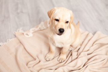 Cute Labrador puppy sits on the floor under the blanket of the house. Pet. Dog.
