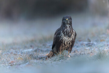 Common Buzzard Buteo buteo on frosty ground in close view