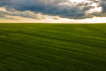 Aerial landscape view of green cultivated agricultural fields with growing crops on bright summer evening