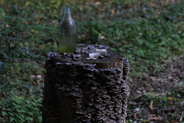 切り株と空き瓶　森　stump