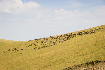 Fototapeta premium A herd of sheep grazing on the beautiful green meadow in highlands on a sunny Summer day