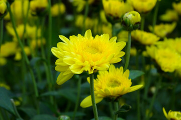 Fresh colorful autumnal chrysanthemum.