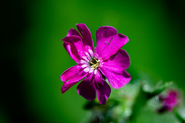 Silene dioica flower in meadow, close up