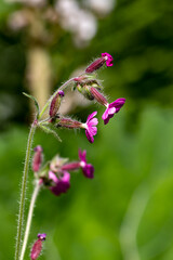Silene dioica flower growing in meadow, close up
