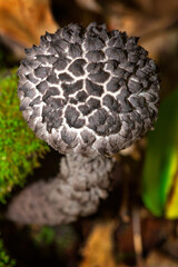 Old man of the woods mushroom in Ashford, Connecticut.